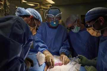 Successful pig kidney transplantation in humans