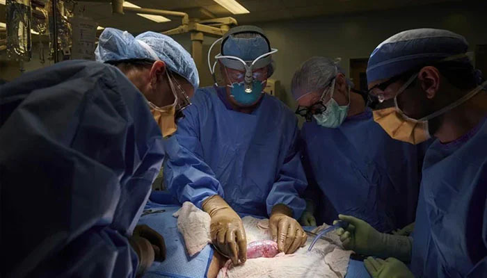 Successful pig kidney transplantation in humans